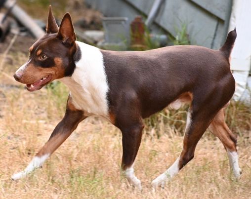 GCH CH K2's Sunglasses At Night Of D'Hart