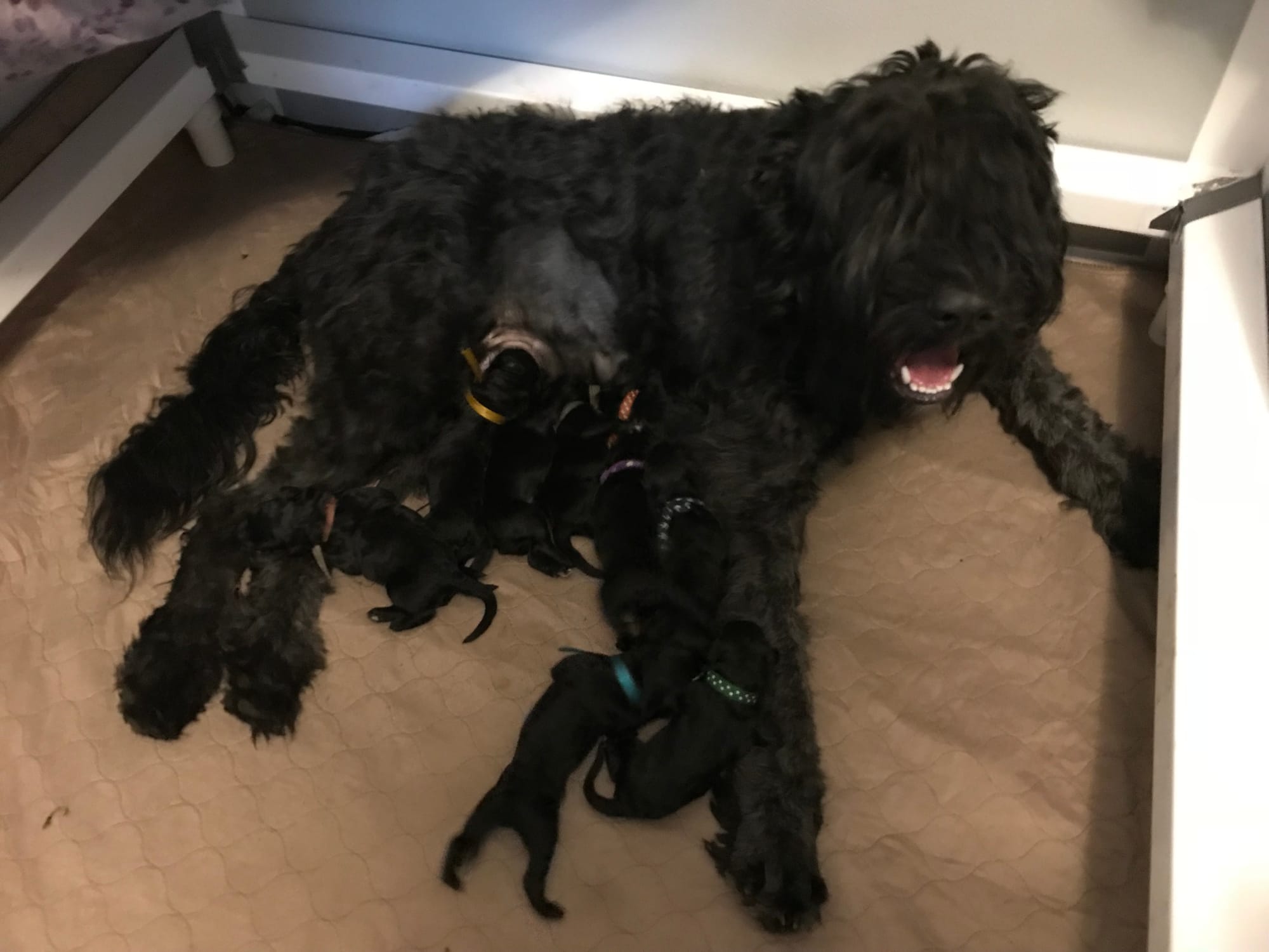 Gaby Chelsey V.D. Hoonpolder RI