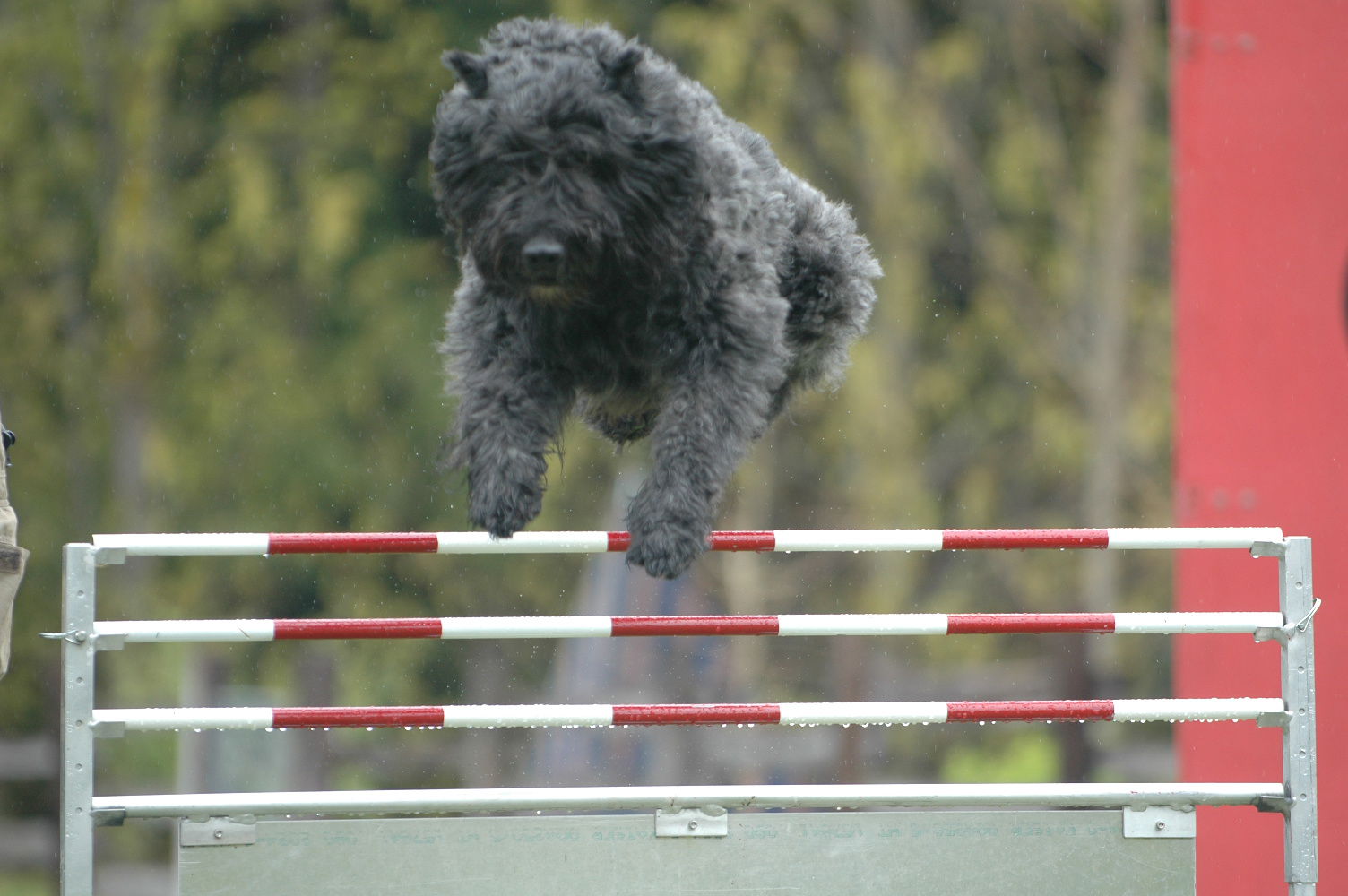 DHart's Earl of Greystoke, FR Brevet, RN