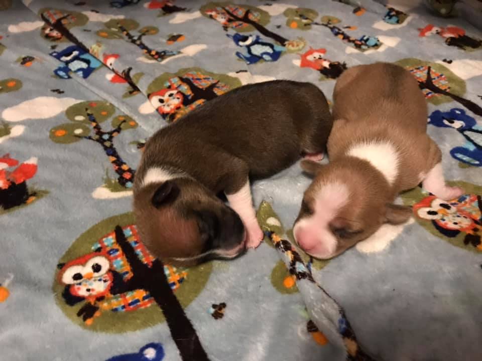 2024-2025 Rat Terrier Plans