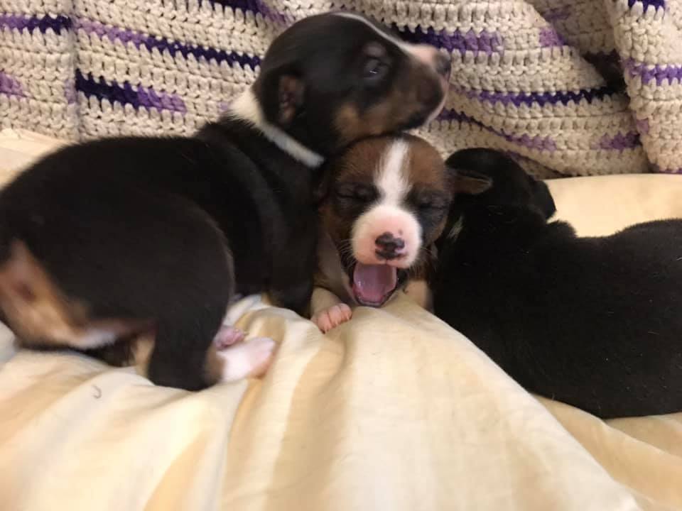 2024-2025 Rat Terrier Plans