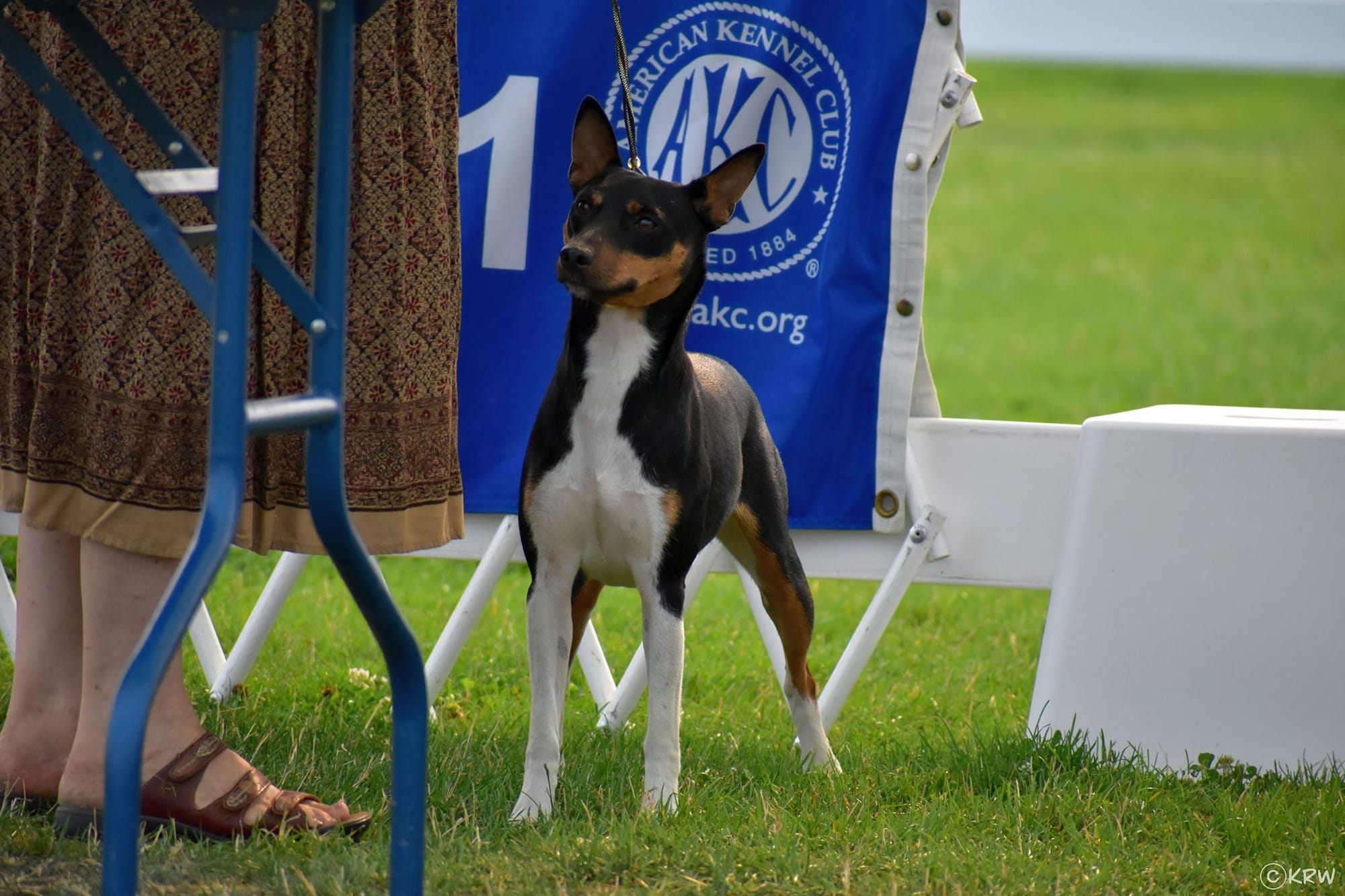 GCH CH Dharts Eleanora Fagan Sings With Skippin Cj