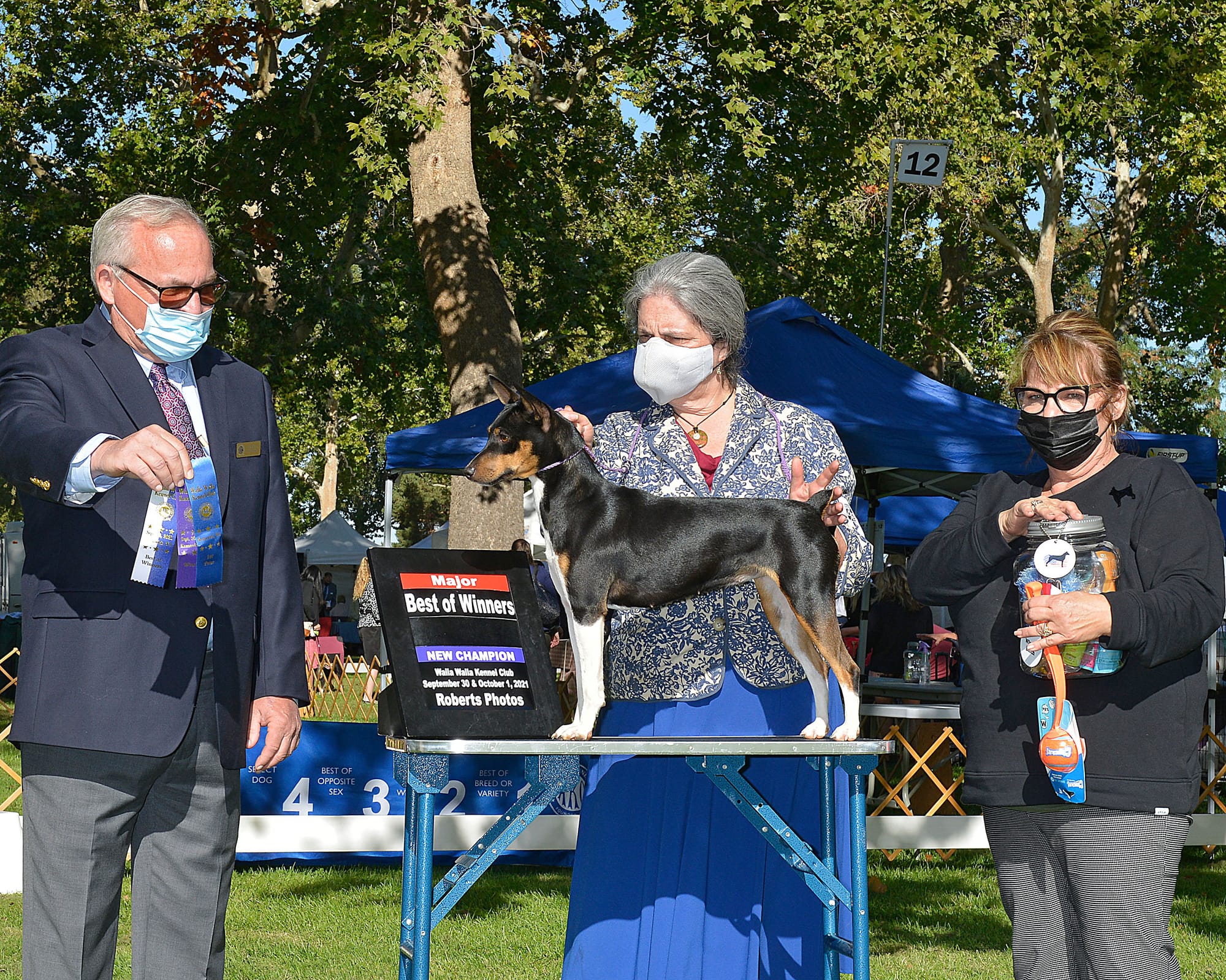 GCH CH Dharts Eleanora Fagan Sings With Skippin Cj