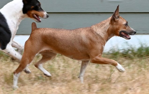 GCH CH Dharts Skippin Cj Da Devine Miss M