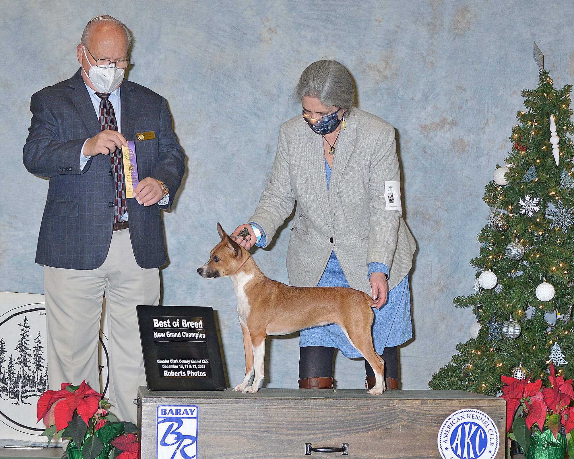 GCH CH Dharts Skippin Cj Da Devine Miss M