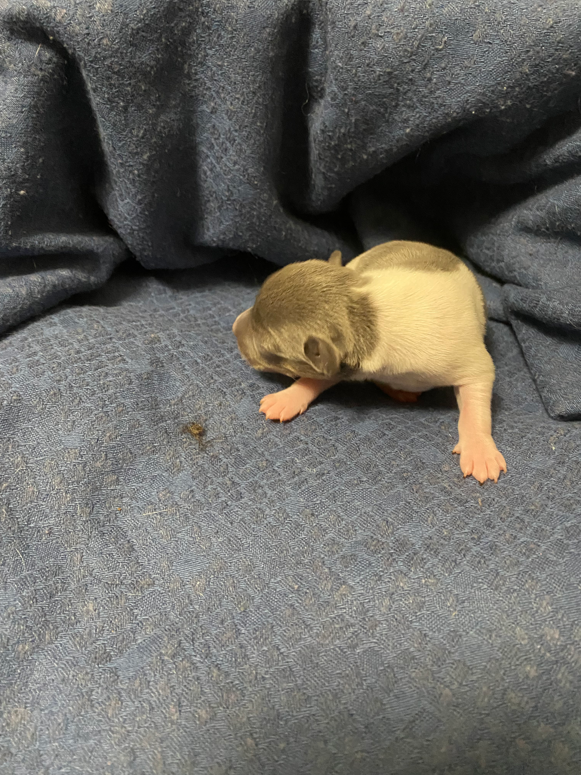 Puppy Girl One - Blue/White Female