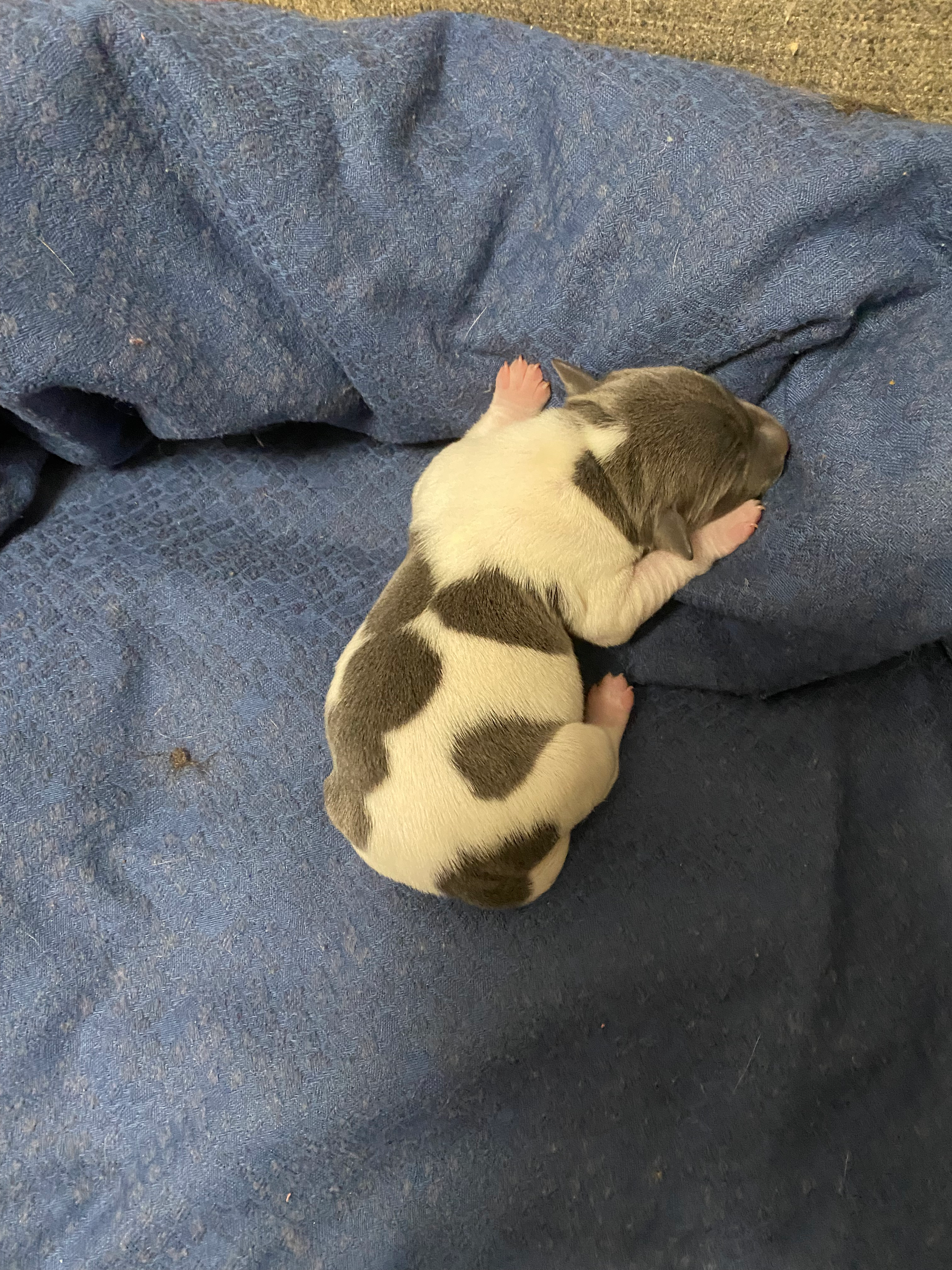 Girl 2 - Billie x Levi