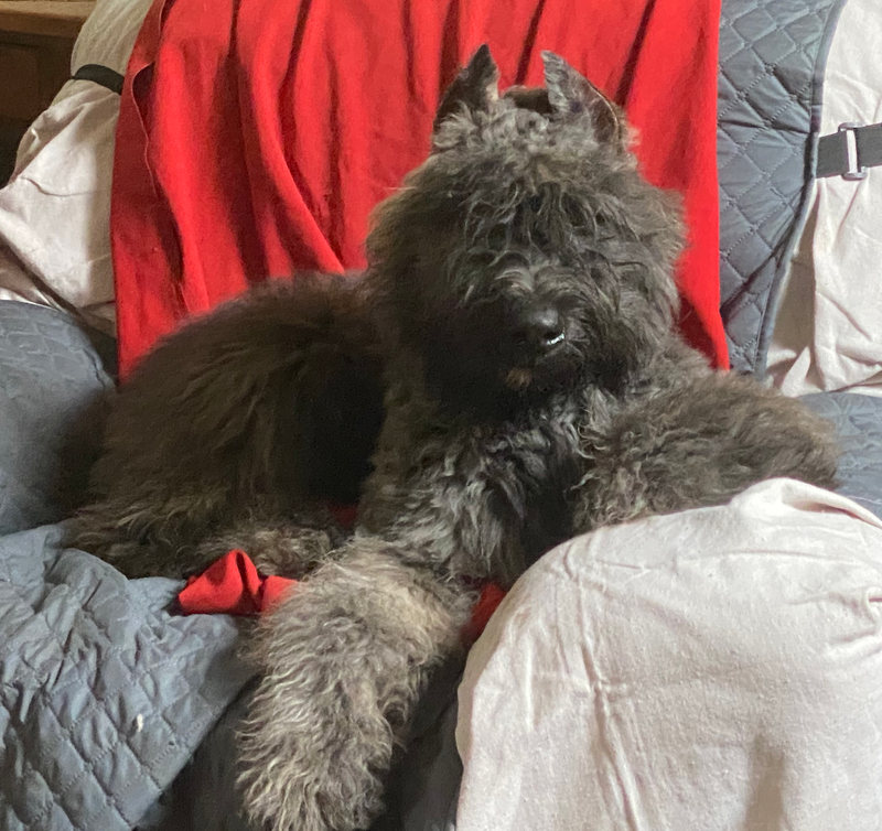 Odie