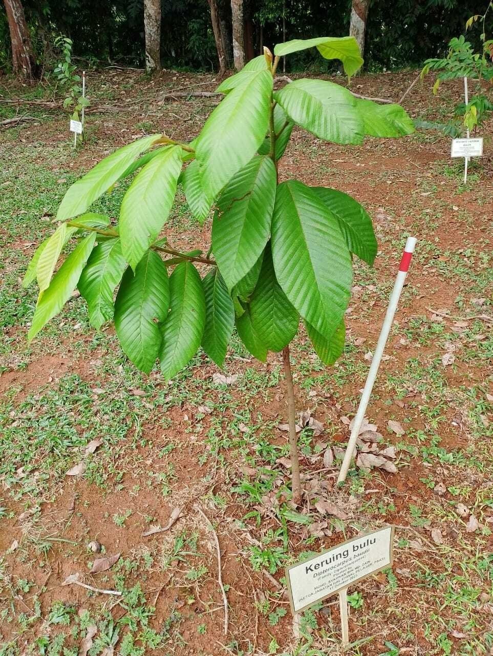 Keruing Bulu