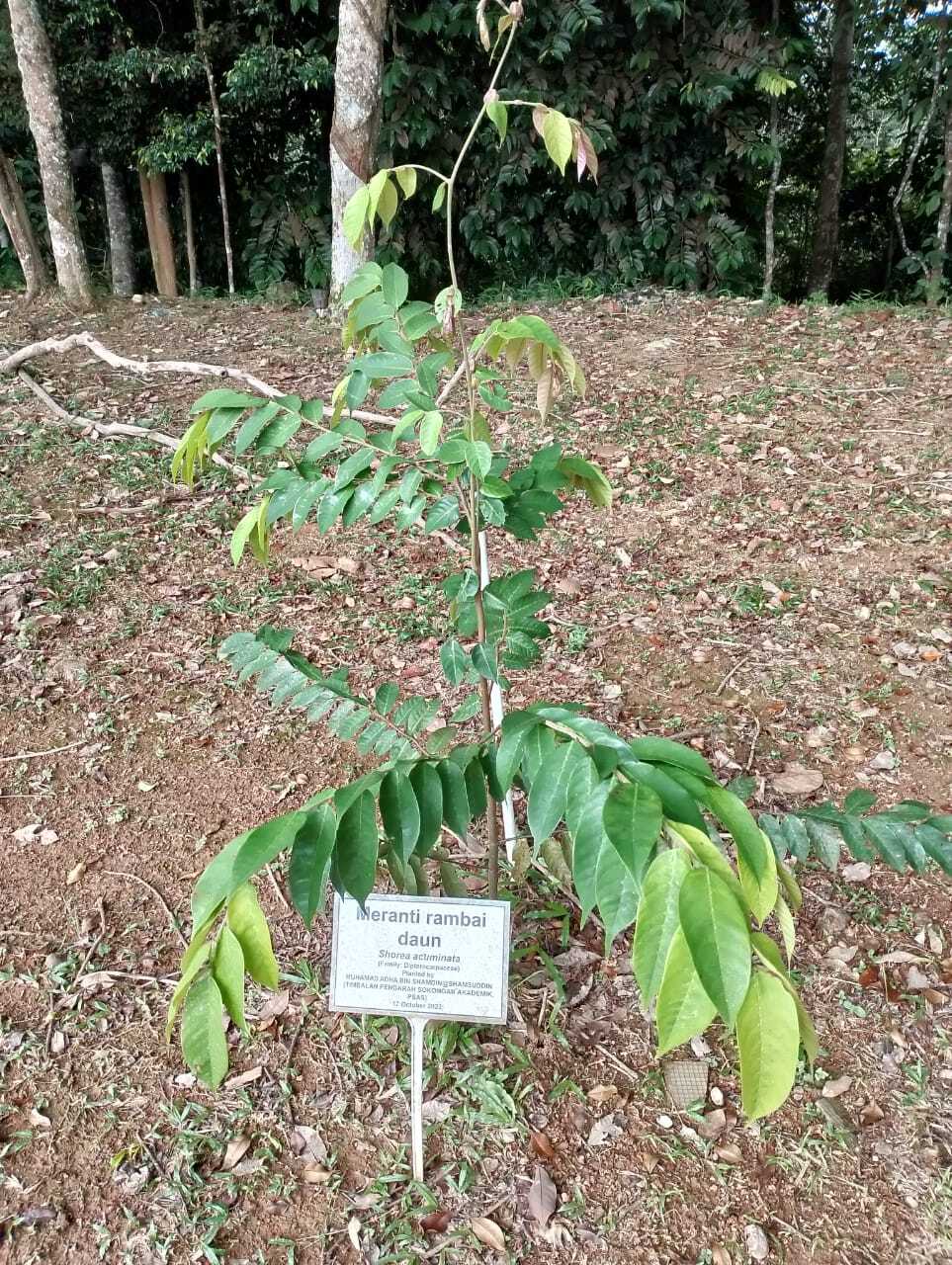 Meranti Rambai Daun
