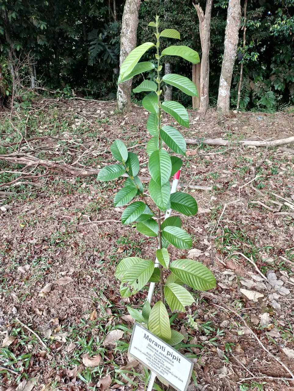 Meranti Pipit