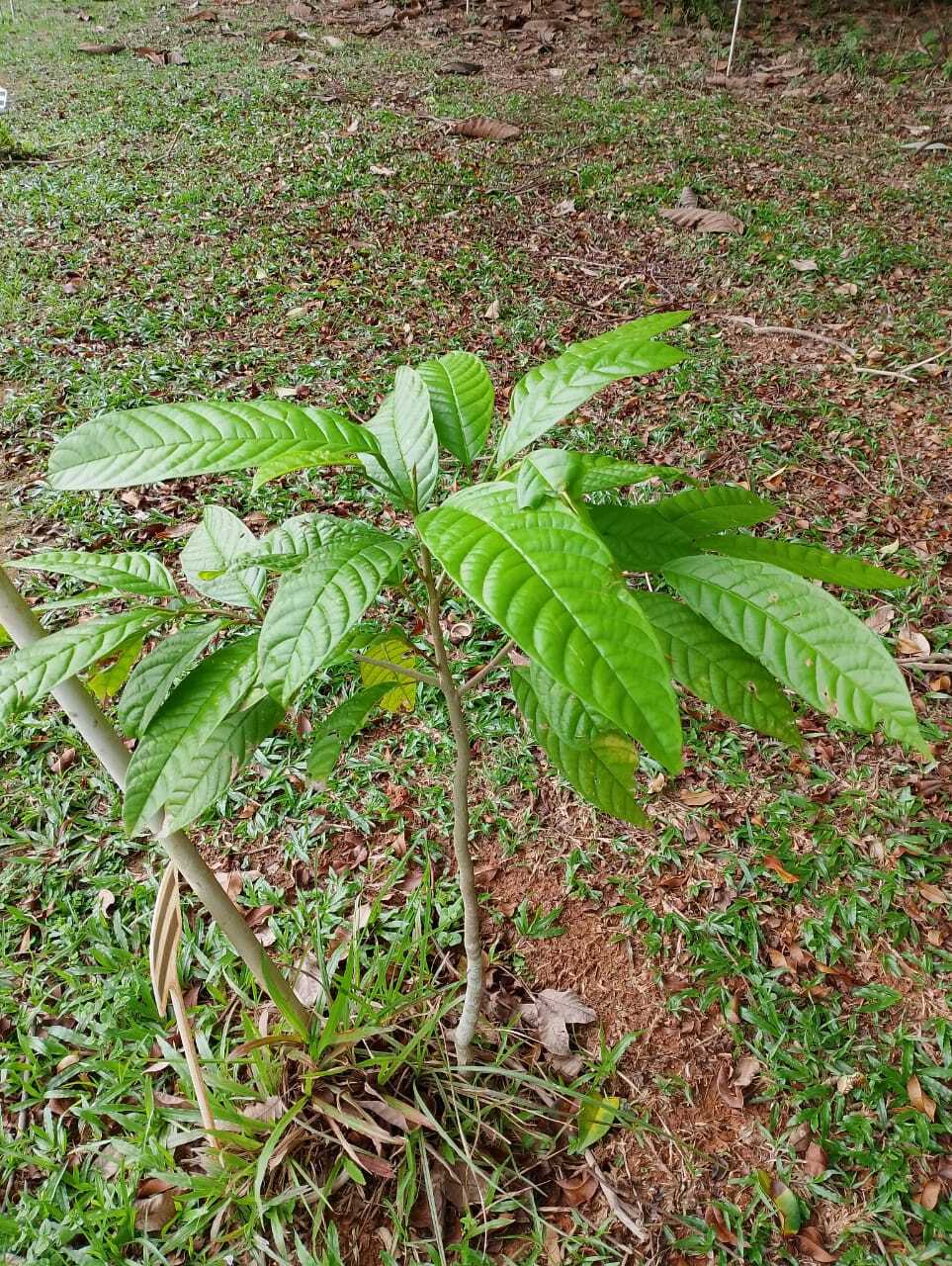 Mersawa Gajah