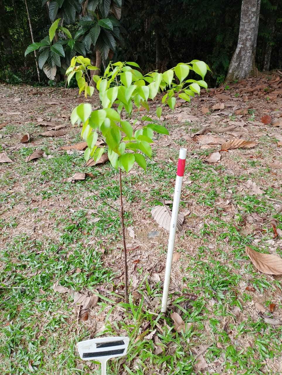 Merawan Mata Kucing Hitam