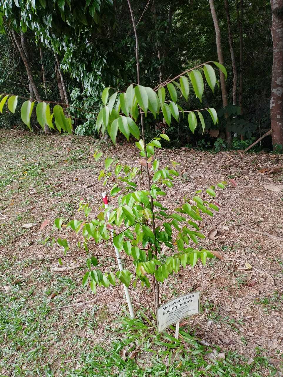 Merawan Mata Kucing Beludu