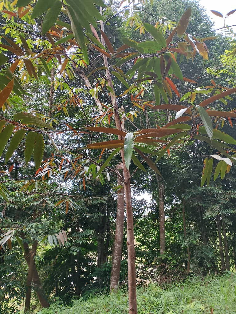 Keruing Neram