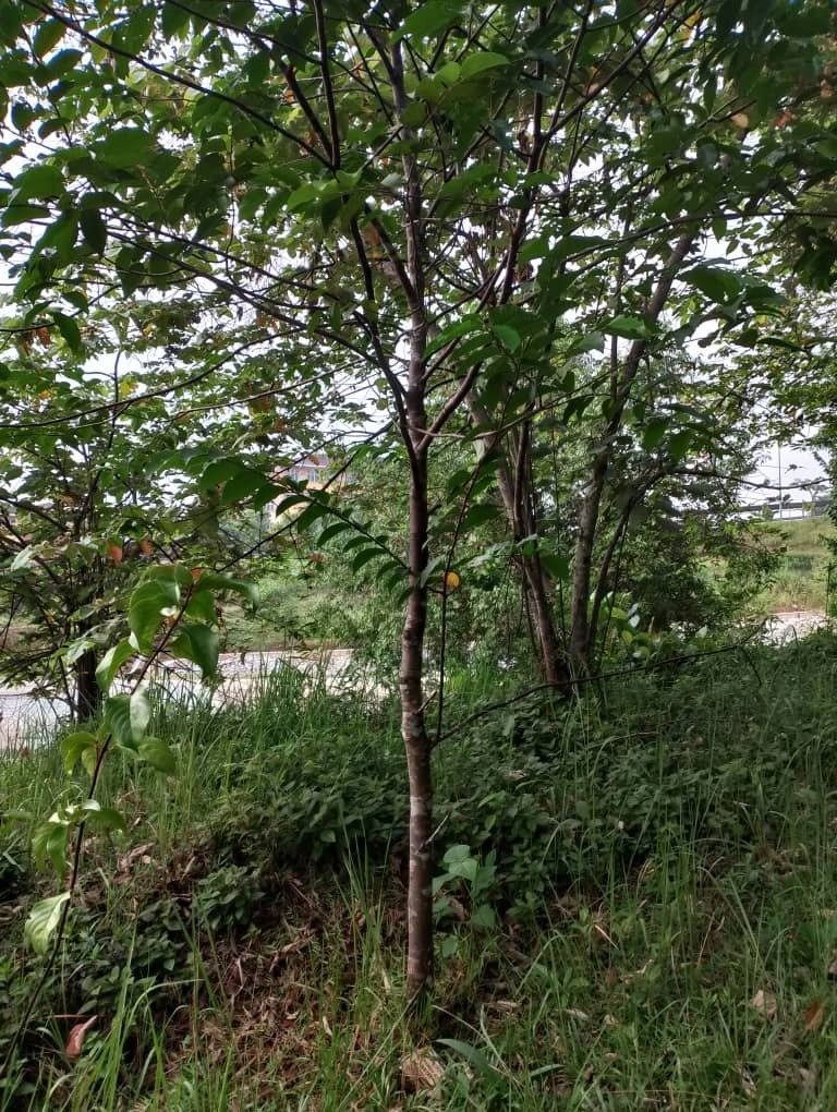 Merawan Siput Jantan