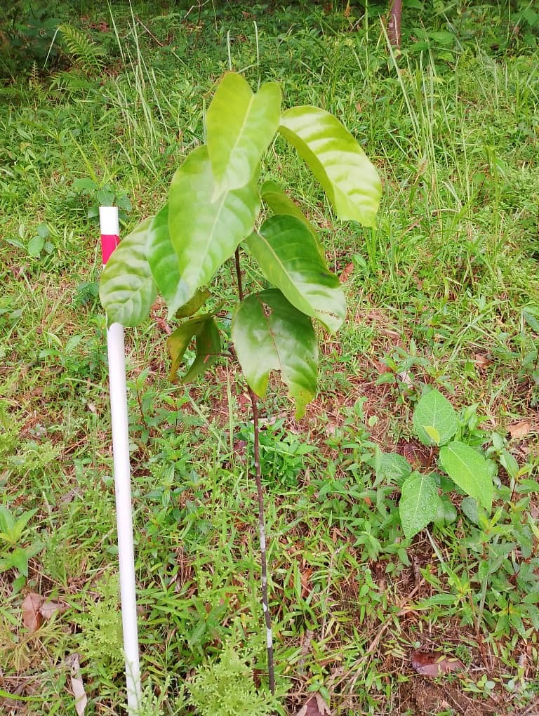 Balau Laut Daun Merah