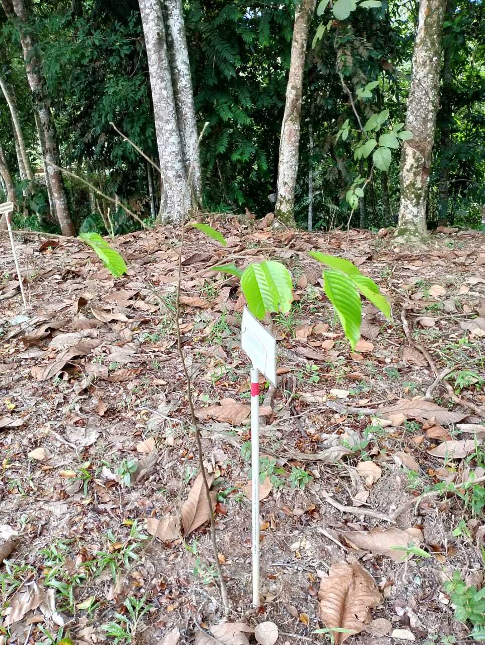 Balau Membatu
