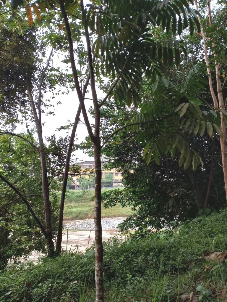 Kasai Daun Besar
