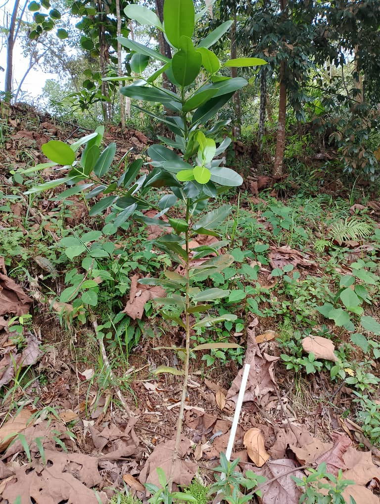 Bintangor Laut