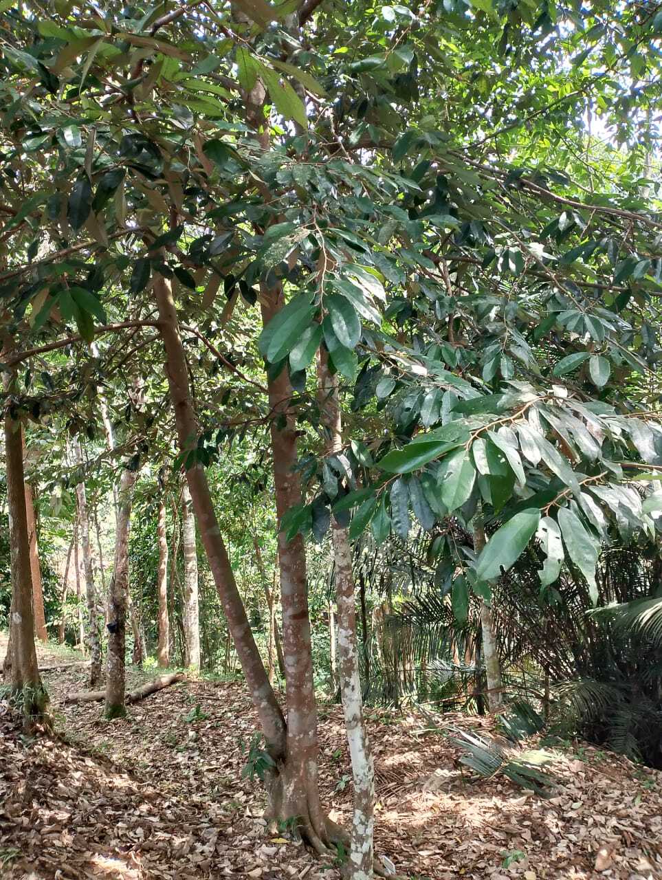 Durian Tupai