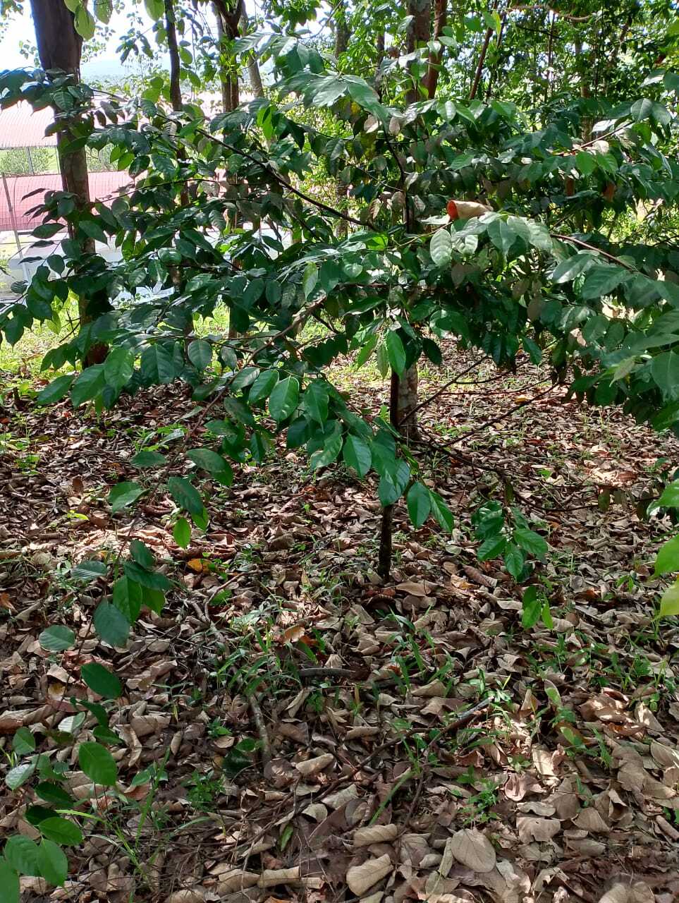 Meranti Damar Hitam Gajah