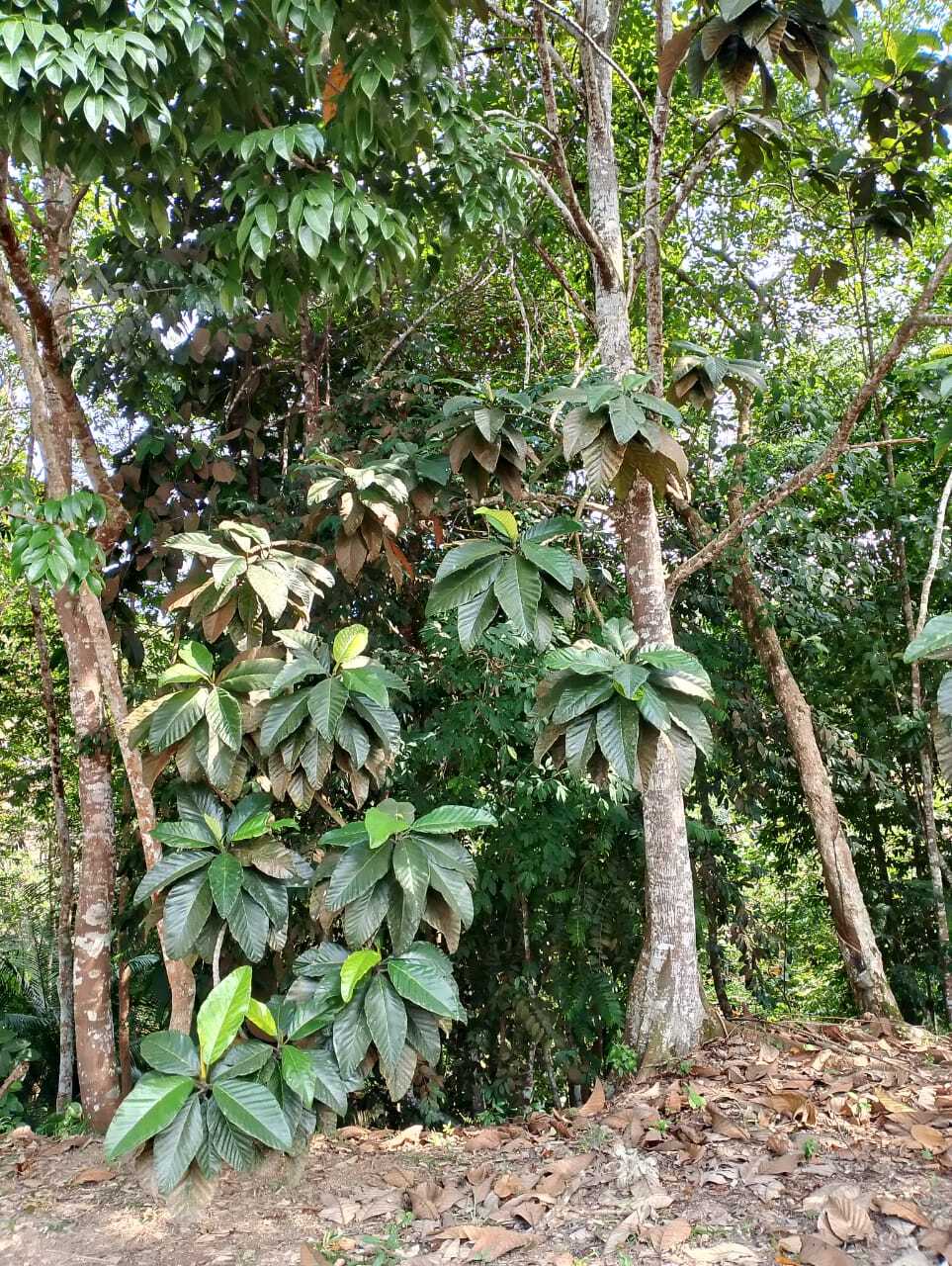Terap Hitam