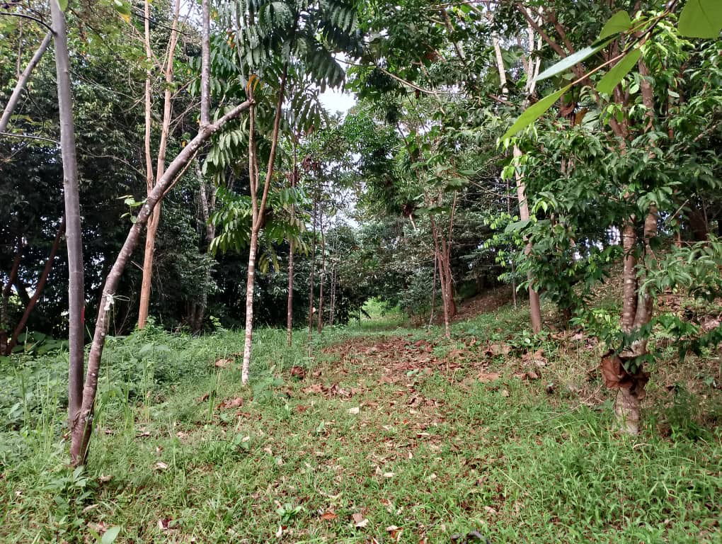 Trek Hutan