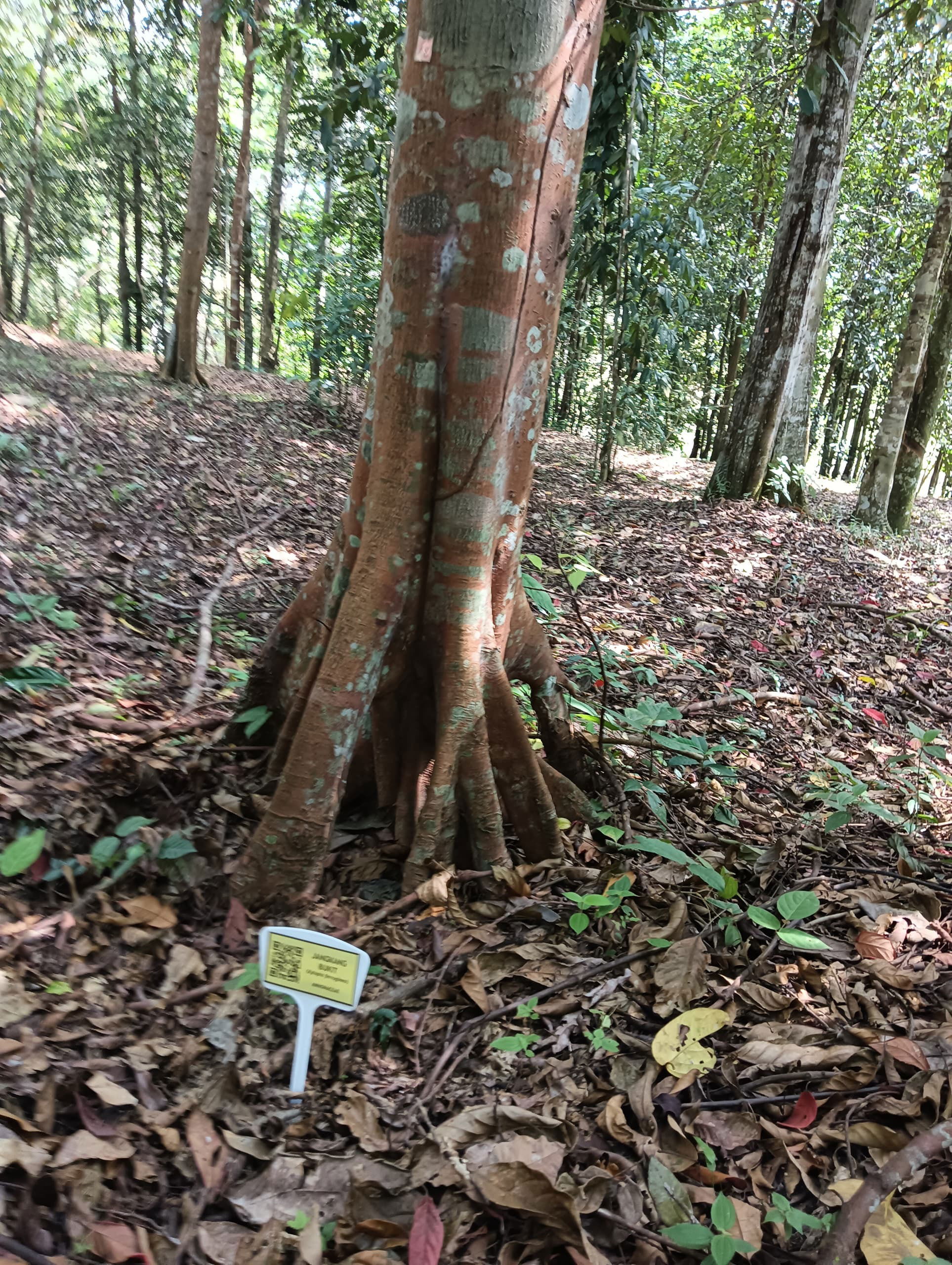 Jangkang Bukit