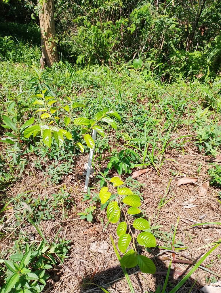 Balau Bukit