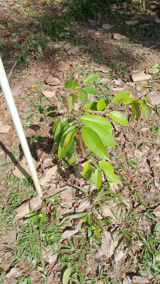 Meranti Seraya