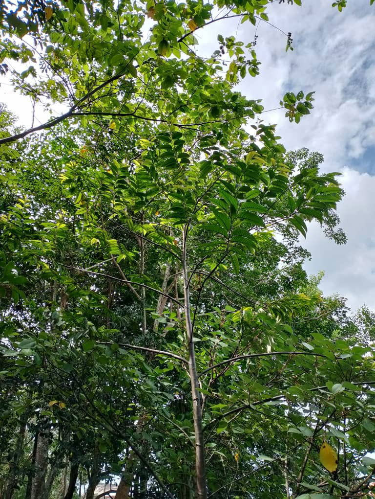 Meranti Batu