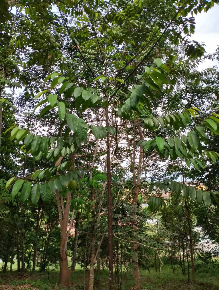 Meranti Tembaga