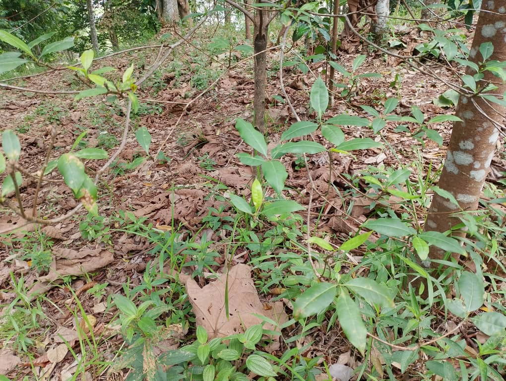 Tembusu Padang