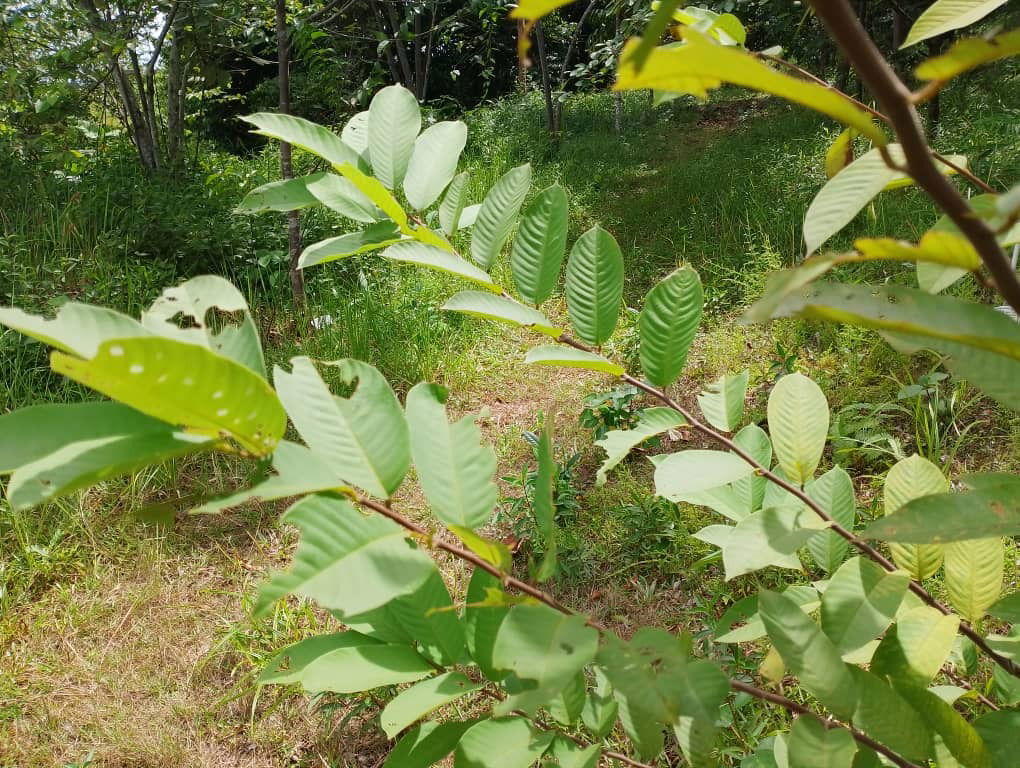 Meranti Temak Nipis