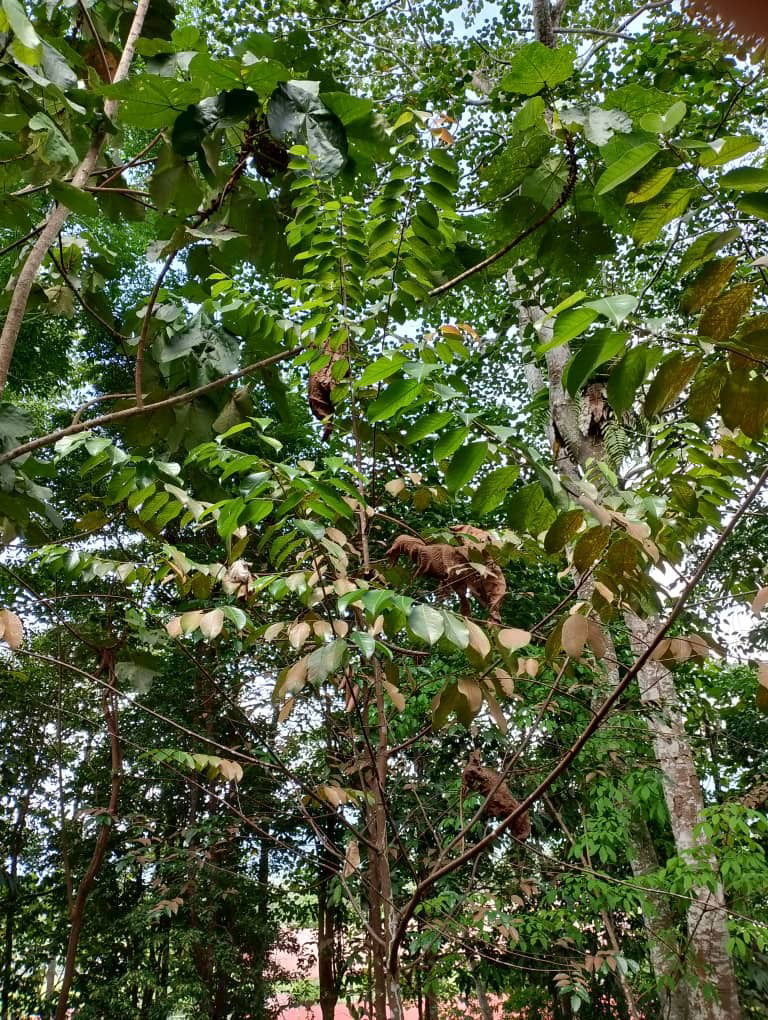 Merawan Kelabu
