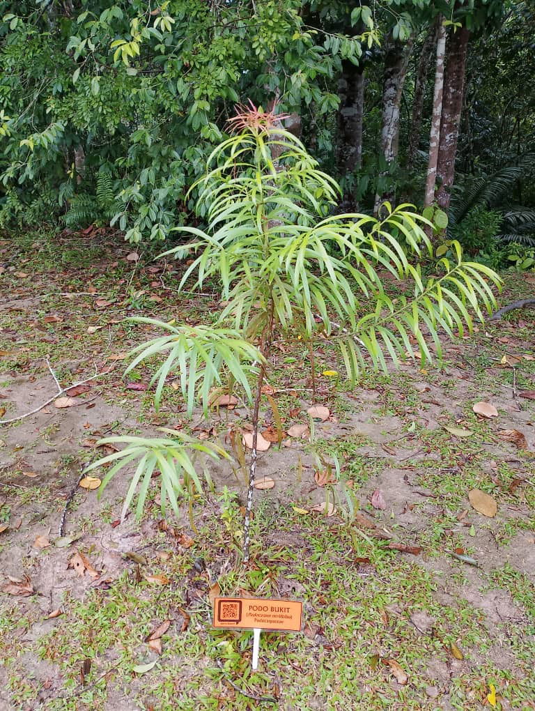 Podo Bukit