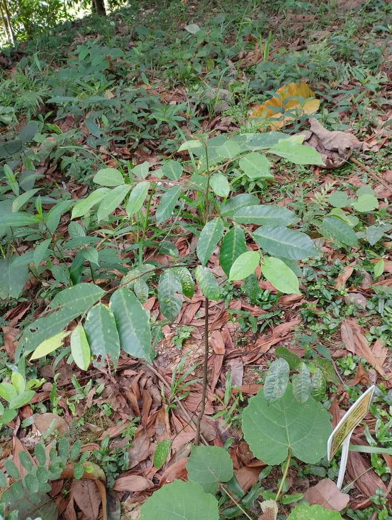 Meranti Sarang Punai