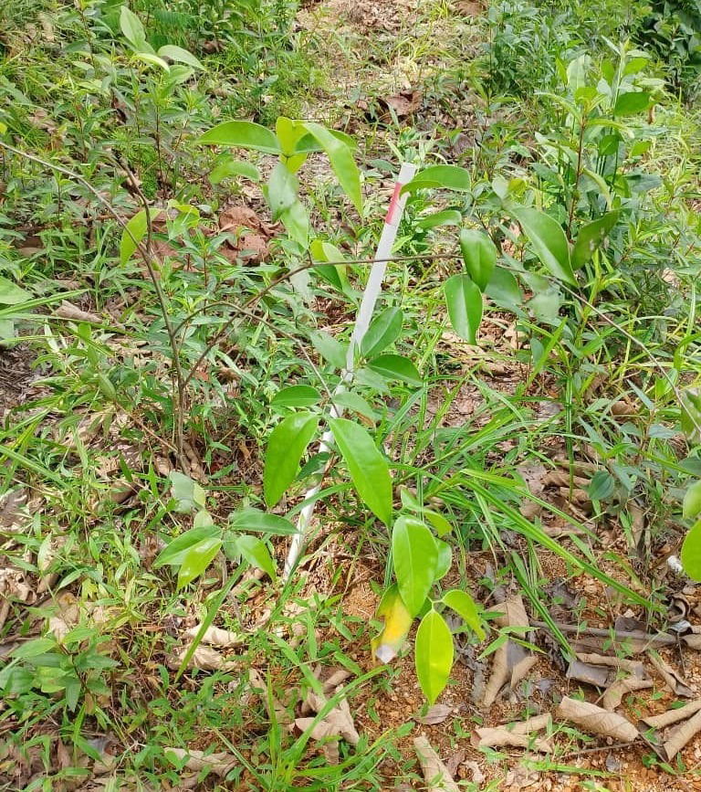 Nyatoh Taban Merah