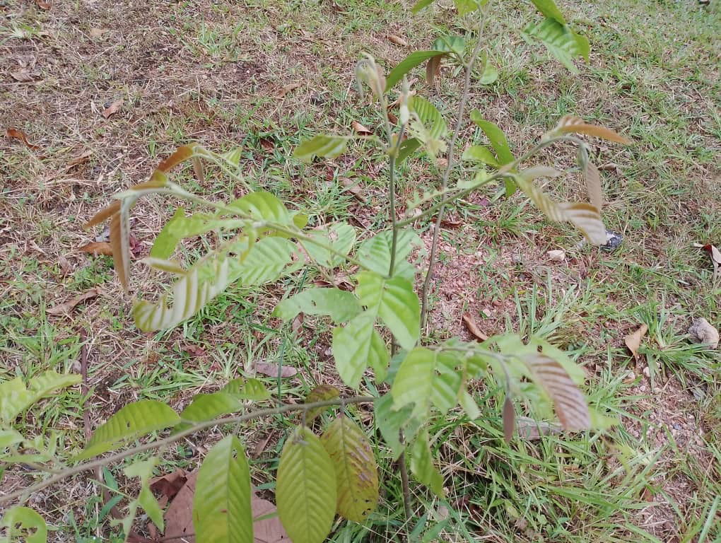 Meranti Nemesu
