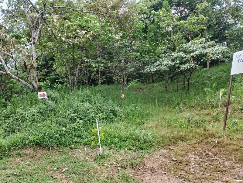 Julai - Oktober 2024