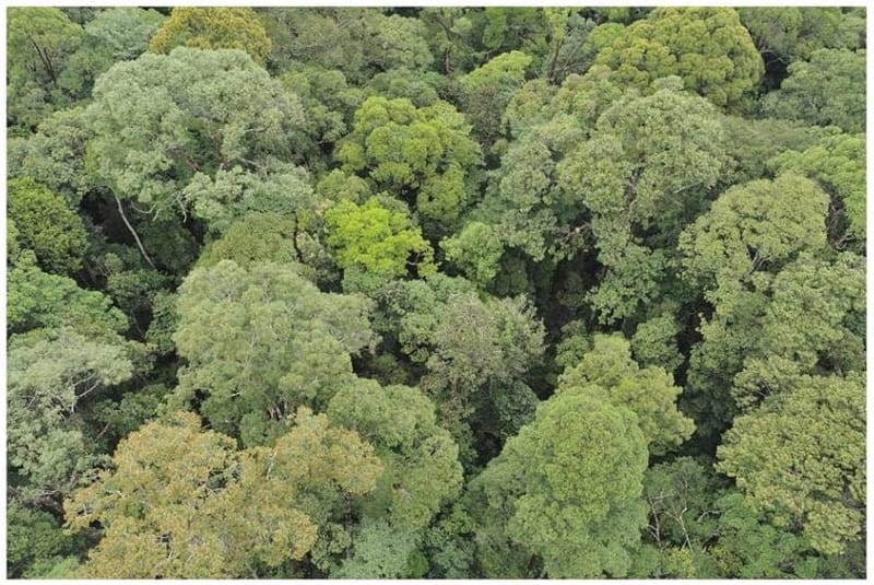 LOWLAND DIPTEROCARP FORESTS