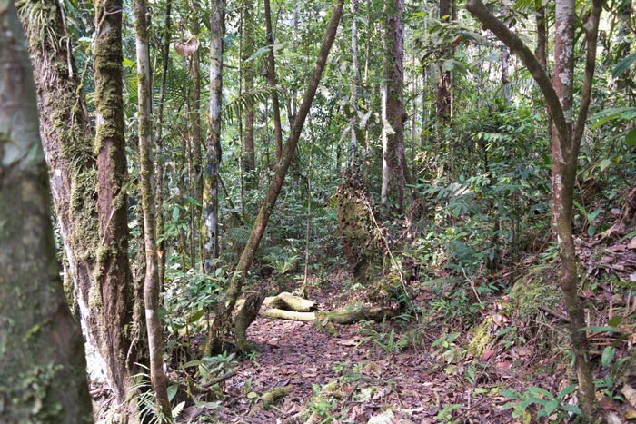 UPPER HILL DIPTEROCARP FORESTS
