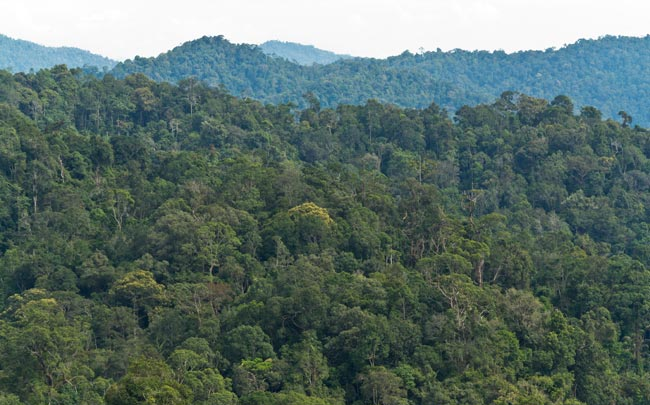 LOWER MONTANE FORESTS