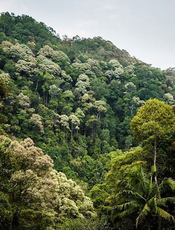 HILL DIPTEROCARP FORESTS