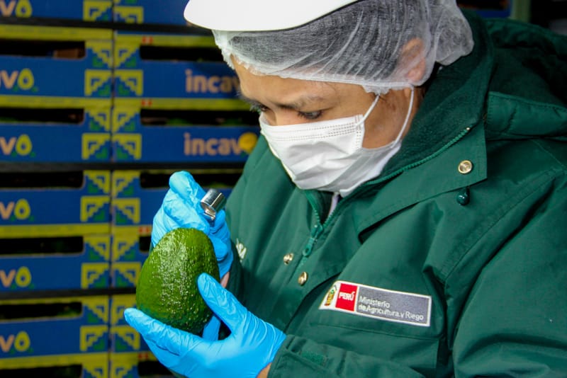 Exportación de palta fresca