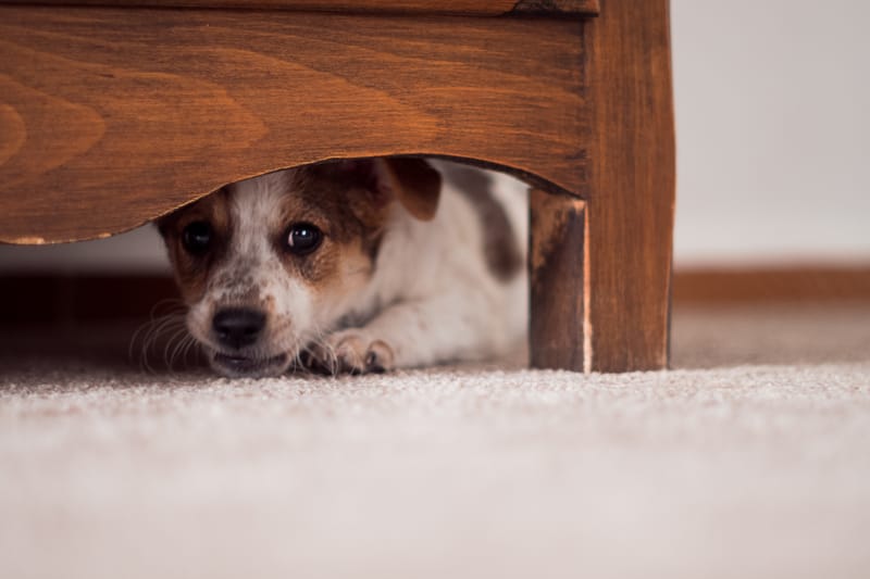 Behavior Consulting