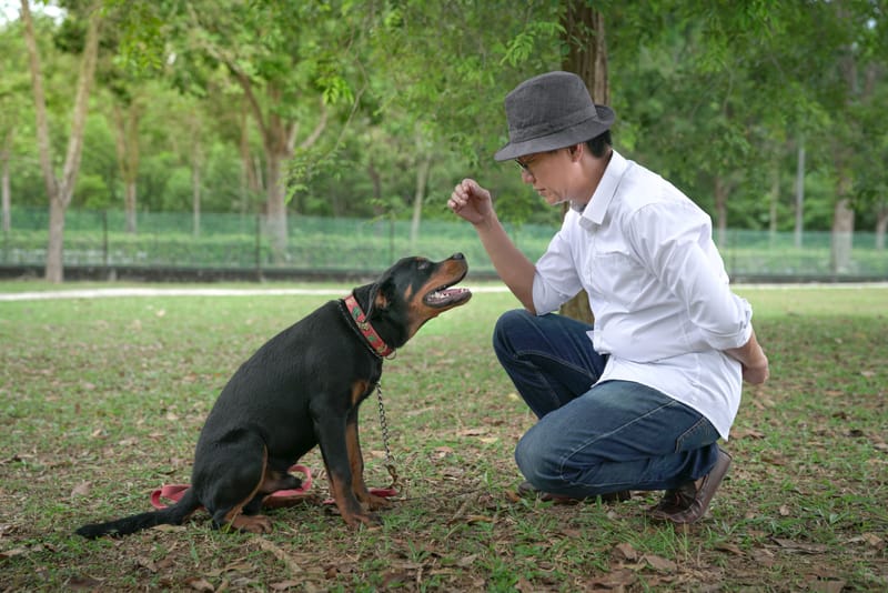 Dog Training