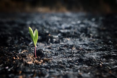 Stop Chasing the Outcome: Why the Healing Process Matters Most