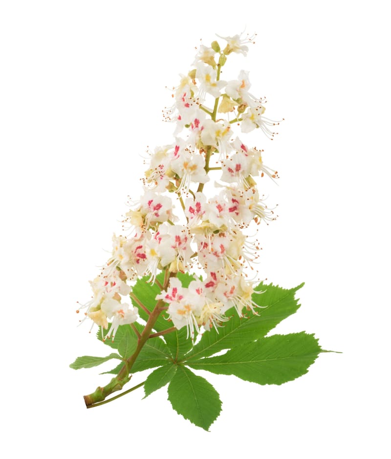 Bach Flower Therapy